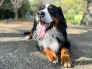 犬、バーニーズマウンテンドッグ、大型犬、かわいい