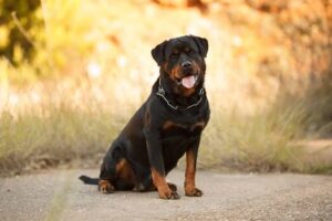 犬、ロットワイラー、大型犬、かわいい、強い