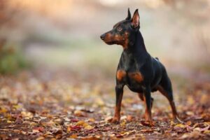 犬、小型犬、ミニチュアピンシャー、小さい、かわいい