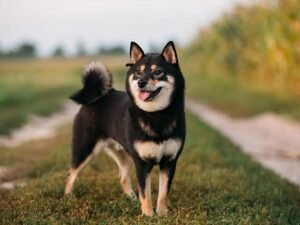 犬、柴犬、黒柴、小型犬、かわいい