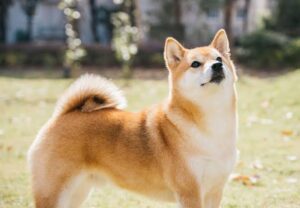 犬、柴犬、赤柴犬、小型犬、かわいい、もふもふ