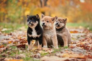 犬、柴犬、小型犬、かわいい、もふもふ