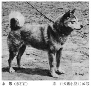 犬、歴史、柴犬、小型犬、かわいい、もふもふ