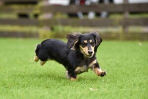 ミニチュアダックスフンド　犬　小型犬　短足