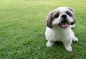 シーズー　犬　小型犬